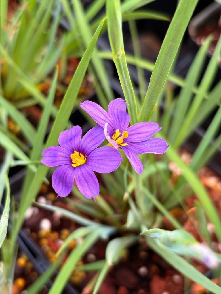 Blue Eyed Grass Plant